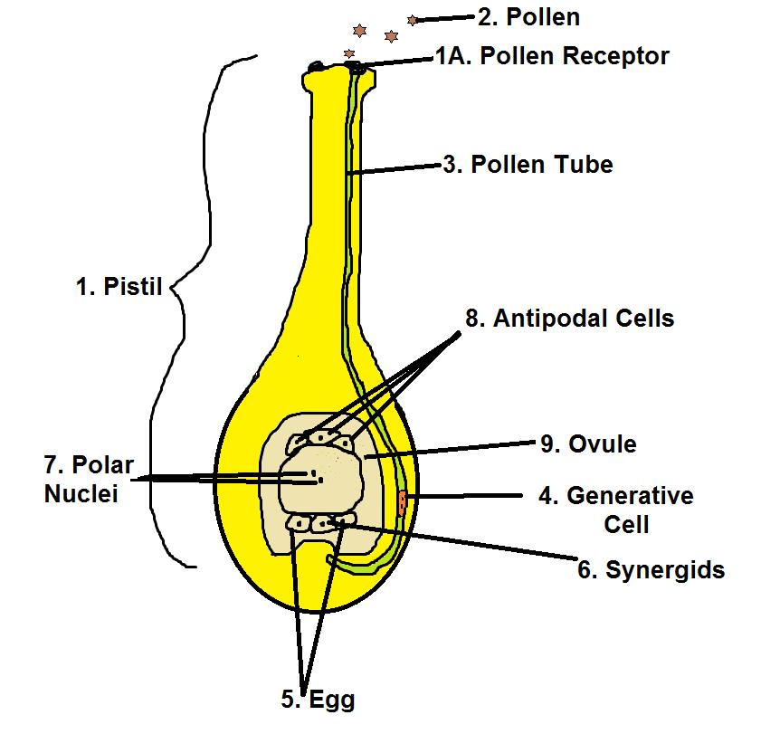 What Are The Three Parts Of The Pistil